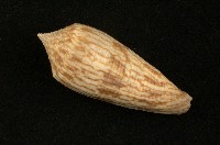 藏品(長芋螺)的圖片